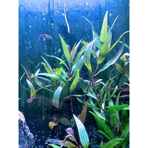 DVZN Aquatics thumbnail
