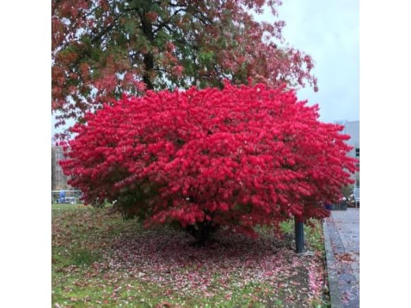 Dwarf Shrub Plants thumbnail