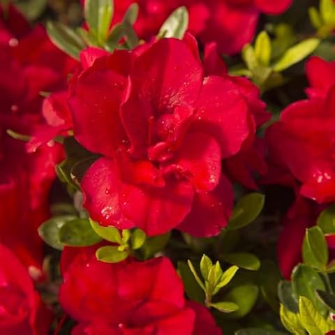 Encore Azalea thumbnail