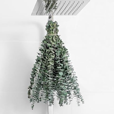 Eucalyptus Dried Plants