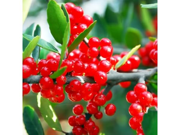 Evergreen Shrub Plants thumbnail