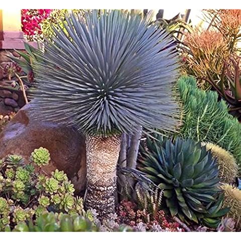 Exotic_cactus_collection thumbnail