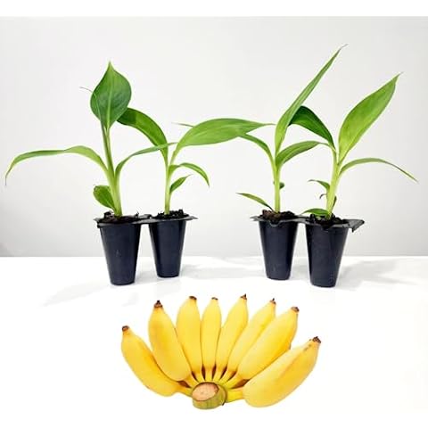 Fam Plants thumbnail