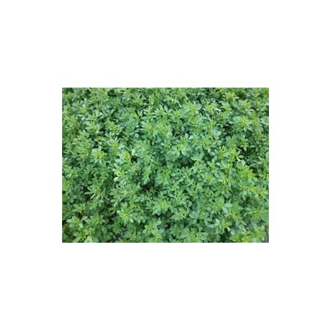 FARMERS DAUGHTERS SEEDS thumbnail