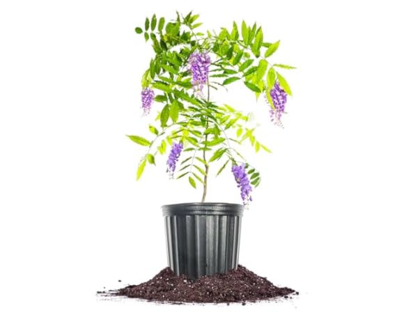 Fast Growing Shrub Plants thumbnail