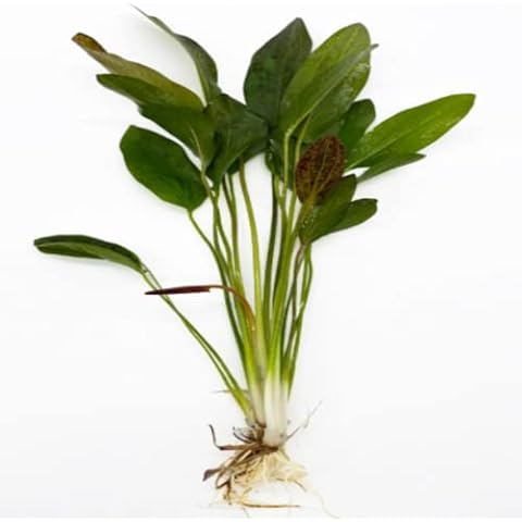 Florida Aquatic Nursery thumbnail