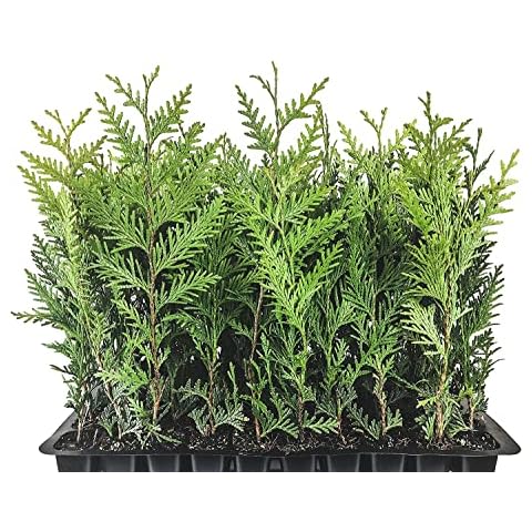 Florida Foliage feature image