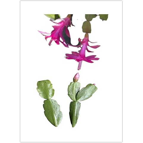 FOLIAGEMS thumbnail
