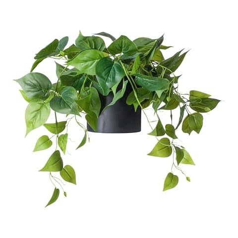 FOREVER LEAF thumbnail