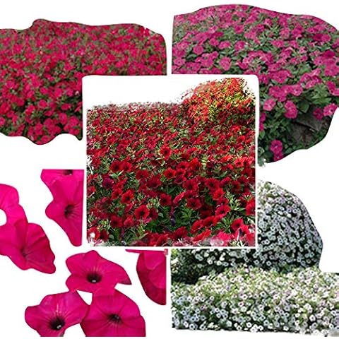 GardenTrends thumbnail