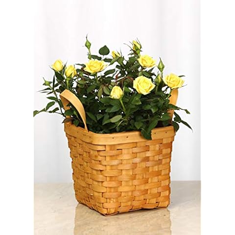 Gifts In Bloom thumbnail