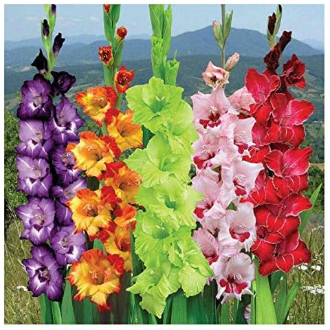 Gladiolus thumbnail