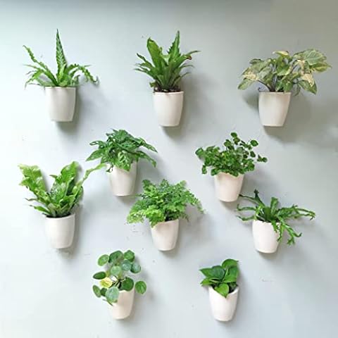 Glass Wall Planters