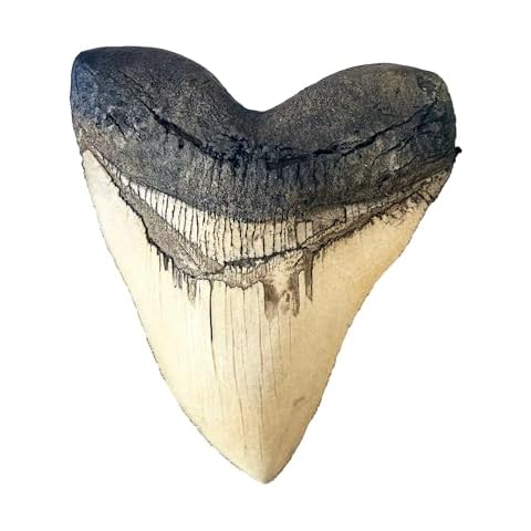 Grant Field Specimens thumbnail