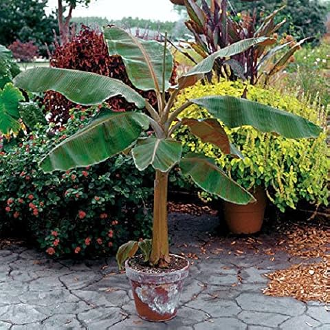 Gray-Gardens thumbnail