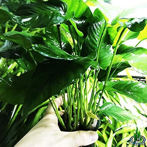 Greenpro thumbnail