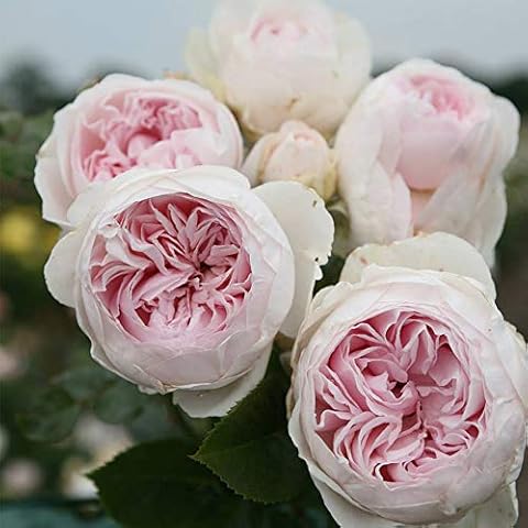 Heirloom Roses thumbnail
