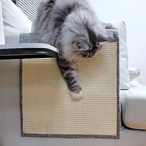 HeyKitten thumbnail