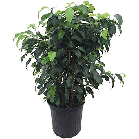 Hirts: House Plant feature image
