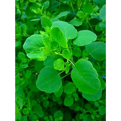Hirts: Seed; Herb thumbnail