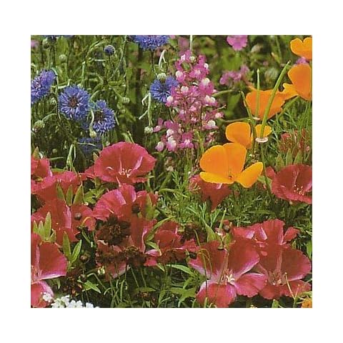 Hirts: Seed; Perennial thumbnail