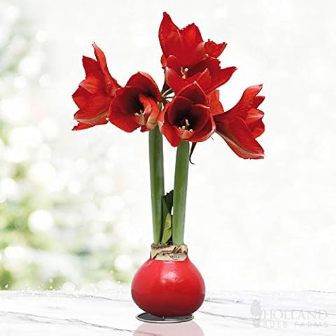 Holland Bulb Farms thumbnail