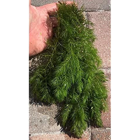 Mainam 3 Different Alternanthera Lilacina Java Moss Hornwort Tropical  Freshwater Live Aquarium Plant Decorations 3 Days BUY2GET1FREE