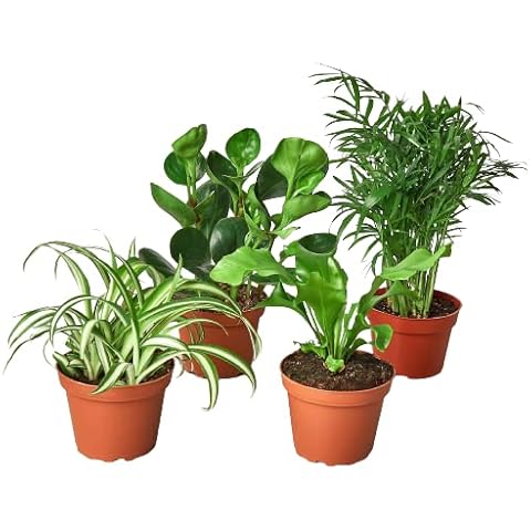 House Plant Shop thumbnail