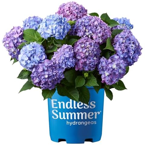 Hydrangea Shrub Plants