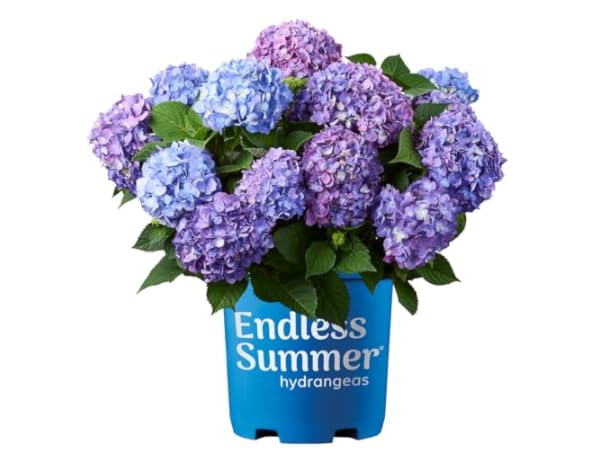 Hydrangea Shrub Plants thumbnail