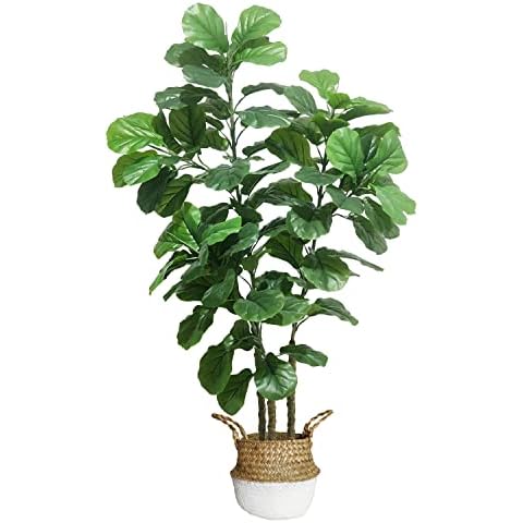 Joyplants thumbnail