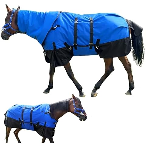 Kabahorze feature image