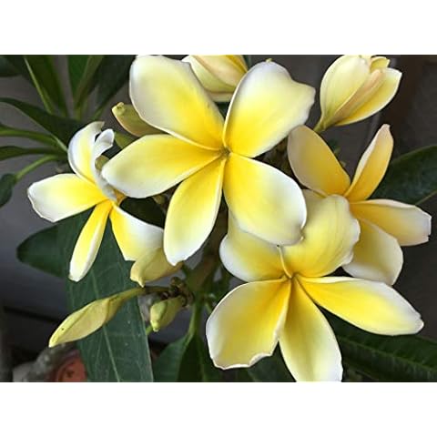 Kanoa Hawaii thumbnail