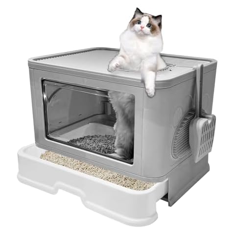 Kattypet thumbnail