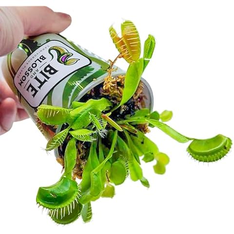 Killer Plant Company thumbnail