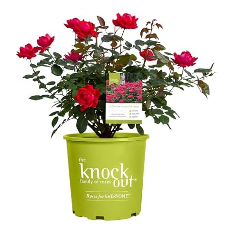 Knockout Rose thumbnail