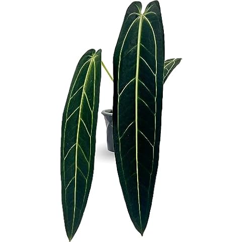 LEAL PLANTS ECUADOR thumbnail