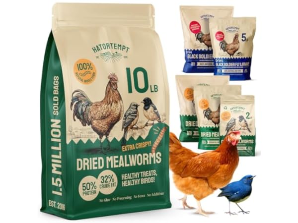 Live Meal Worms Bird Food thumbnail