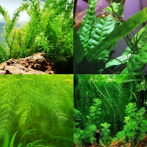 Mainam 3 Different Alternanthera Lilacina Java Moss Hornwort Tropical  Freshwater Live Aquarium Plant Decorations 3 Days BUY2GET1FREE