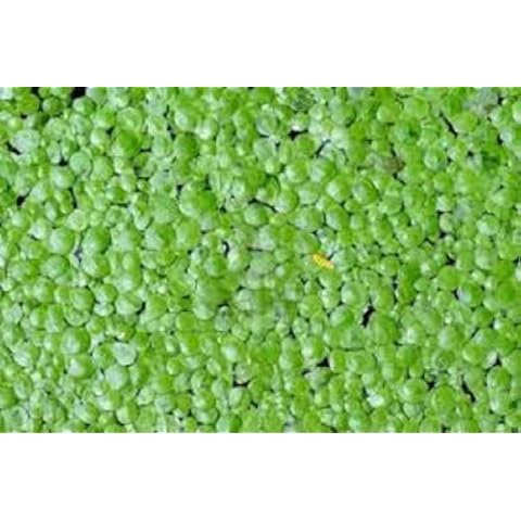 Mangrovesandmorenursery thumbnail