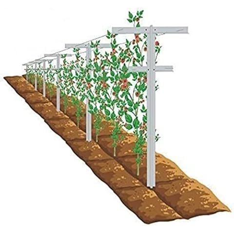 Mr Garden thumbnail