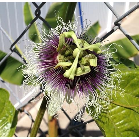 Natures Garden Nursery thumbnail