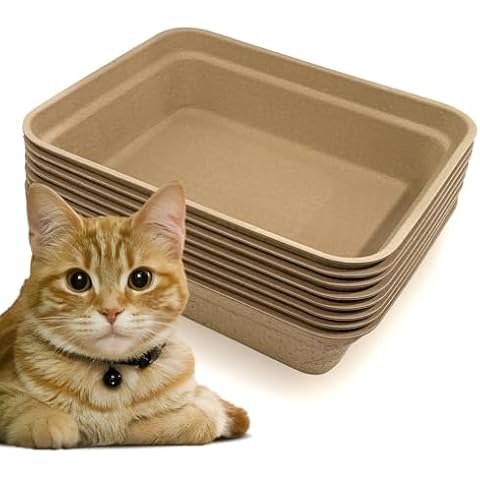 Nexboraque thumbnail