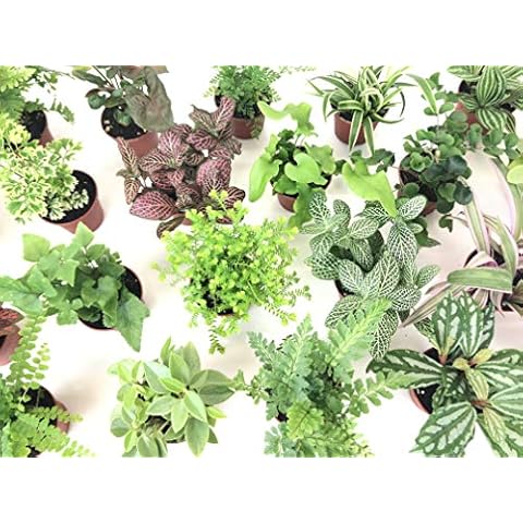 Optiflora thumbnail