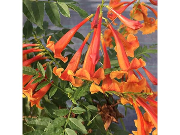 Orange Shrub Plants thumbnail