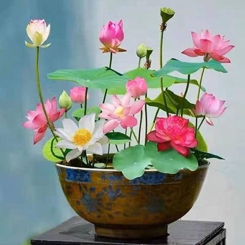 Outdoor Aquatic Plants