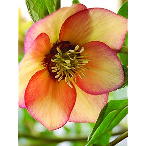 Perennial Farm Marketplace thumbnail