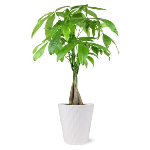 Plants & Blooms Shop thumbnail