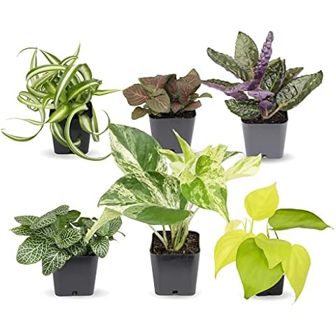 Plants For Pets thumbnail