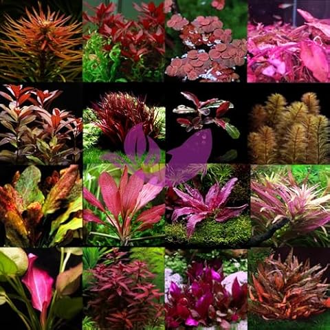 Plants N Fins thumbnail